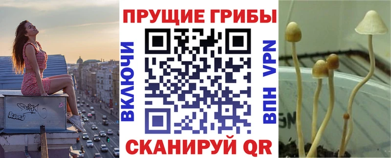 Купить где  Сураж  Галлюциногенные грибы GOLDEN TEACHER 